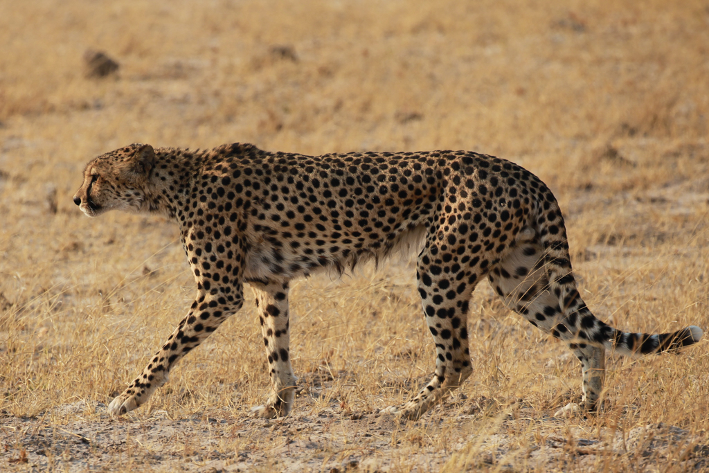 Le Guépard, l'animal de plus rapide d'Afrique...on comprend pourquoi