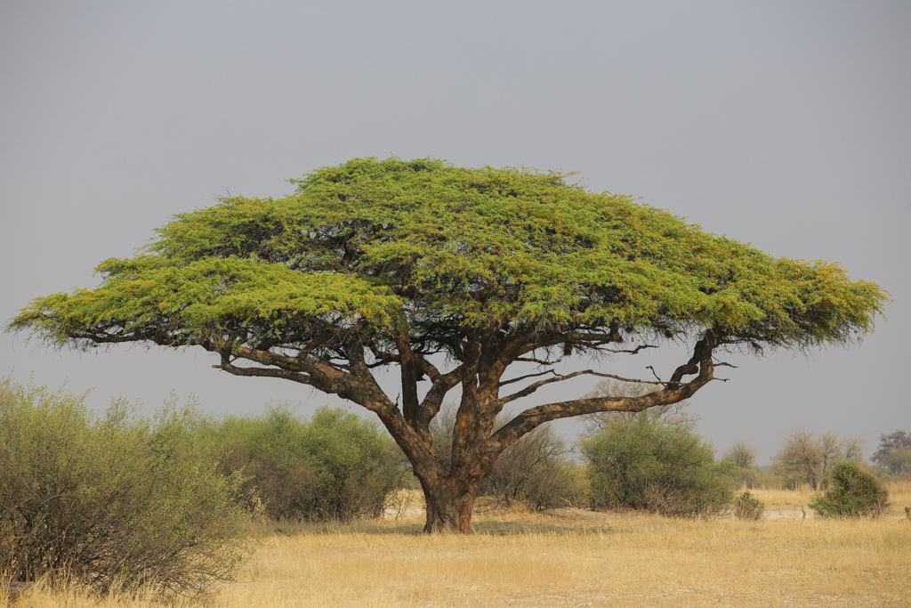 Paysage typique du parc de Hwange : la savane arbustive, colonisée par des acacias parasols