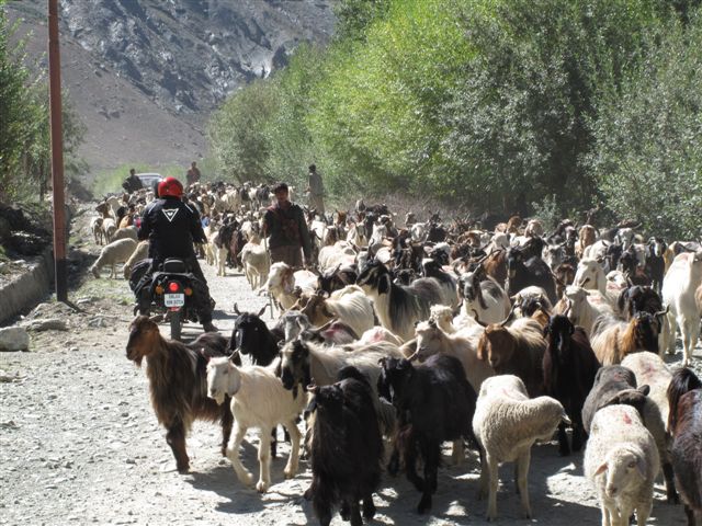 De Kargil à Rangdum