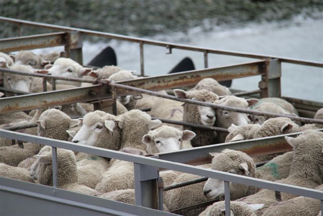 Même les moutons traversent ...