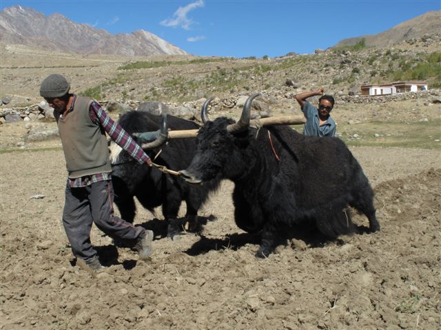 Entre Tsarap et Zanskar