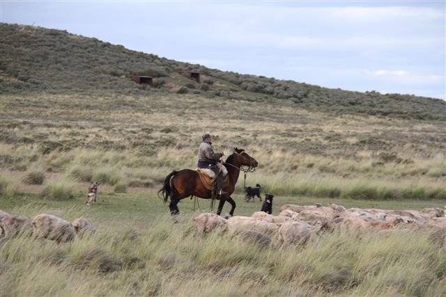 Gaucho au travail avec ses chiens