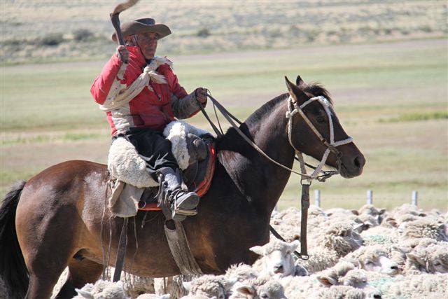 Gaucho avec son troupeau de moutons