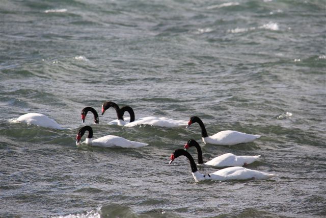 Cygnes à col noir