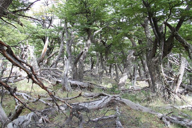 Forêt à la base du Fitz