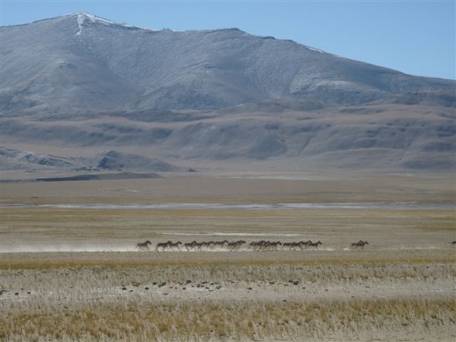 De Chumathang au Tso Kar, en passant par le Tsomoriri