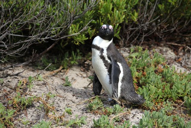 Un spécimen de pingouin d'Afrique (Speniscus demersus)