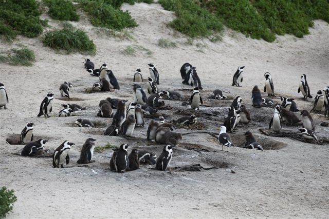 Une mouette vient semer la zizanie au milieu du groupe de pingouins.
