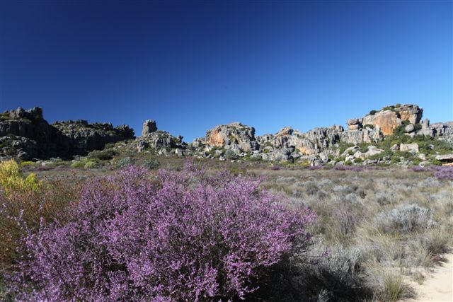 Le massif du Cederberg est un paradis pour les botanistes ... et les grimpeurs