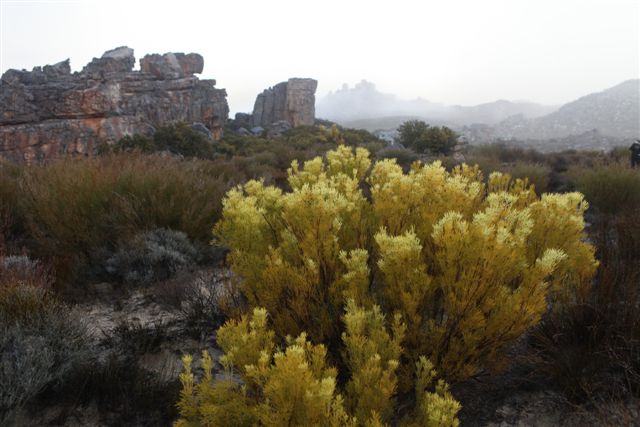 Un jaune soutenu... pour cette plante remarquable mais inconnue de nous !