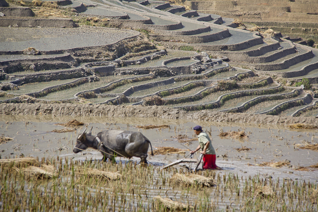 Yuanyang et ses environs