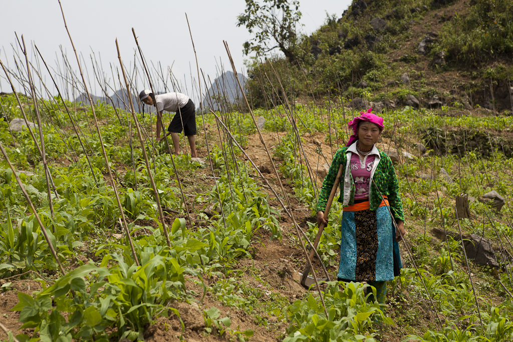 Les écoliers sont studieux, village Hmong - Vietnam - Second jour de trek