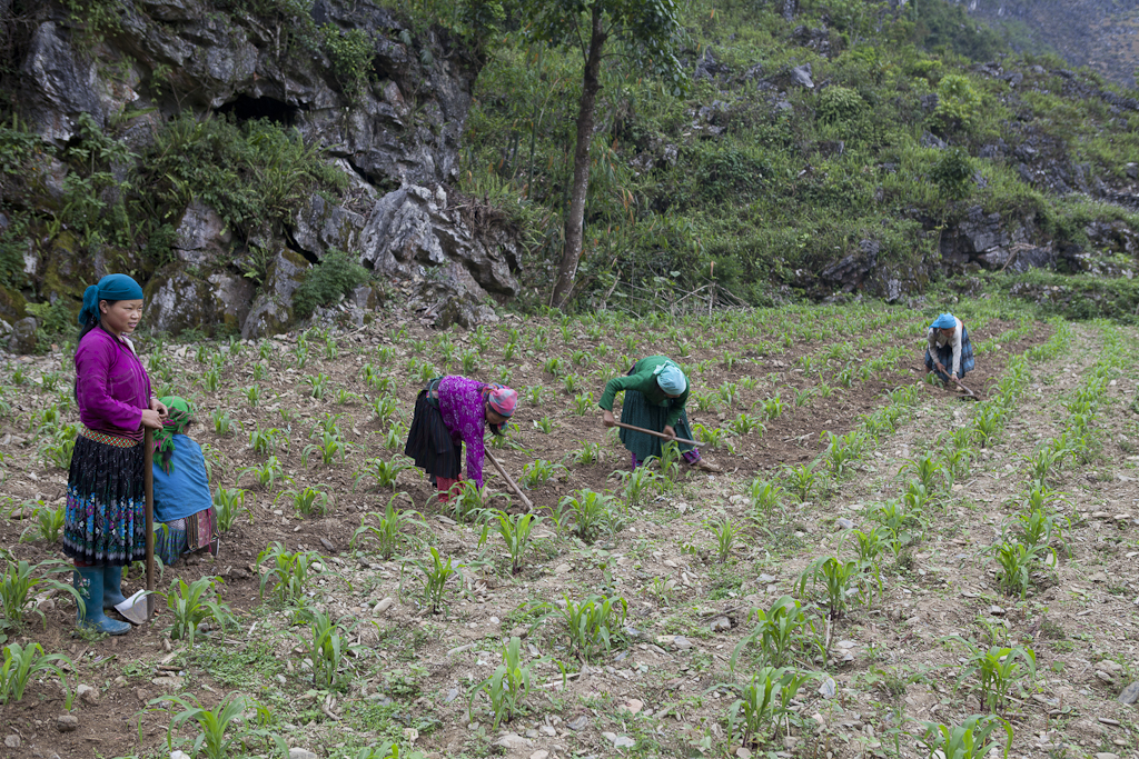 Le transport des bagages - Fin du trek, retour à Ha Giang