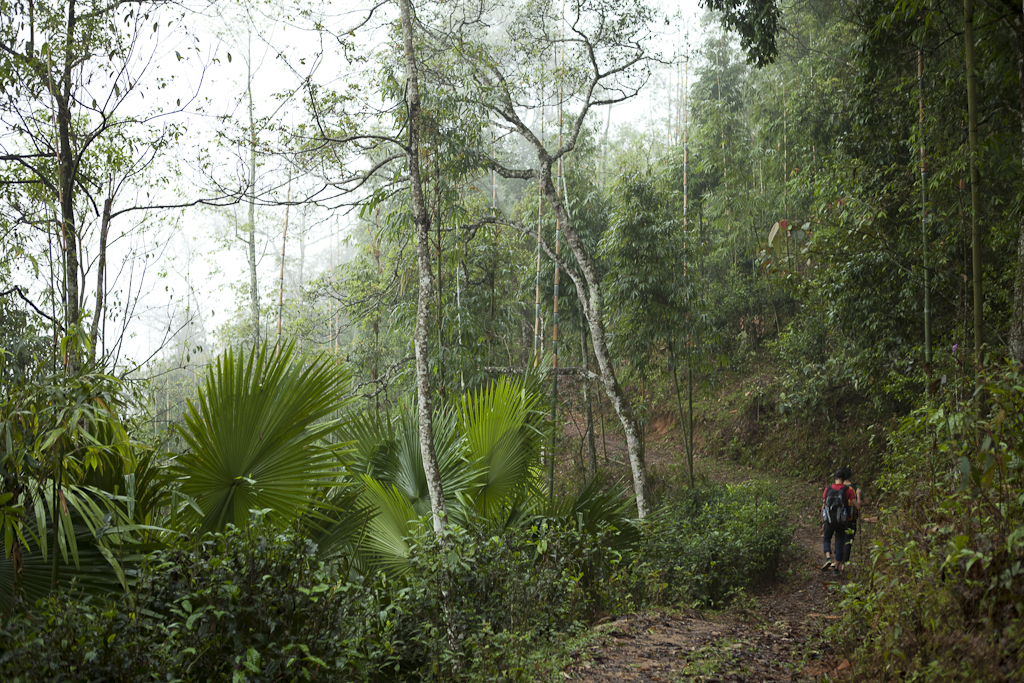 Passage en forêt - Départ du 3ème trek pour Bac Ha