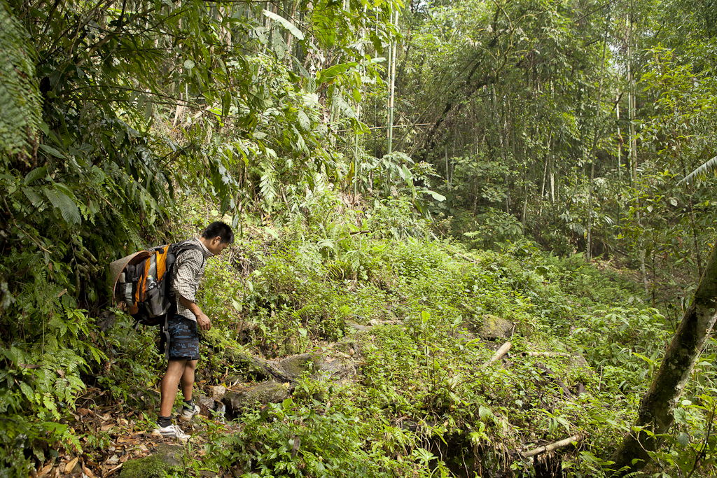 La forêt tropicale - 4ème jour de trek