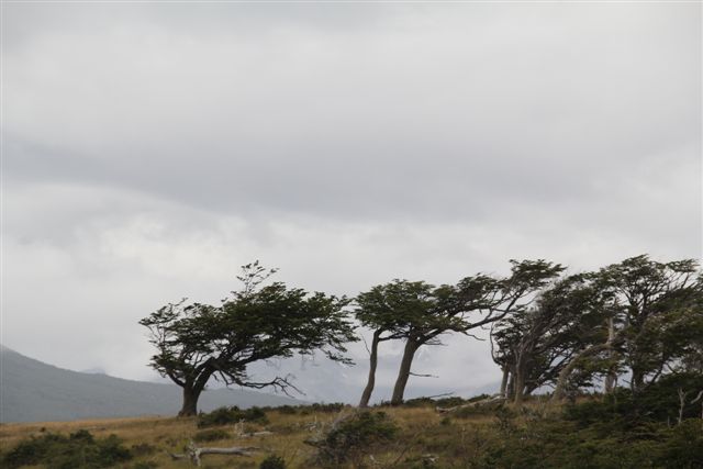 Arbres exposés aux vents patagons