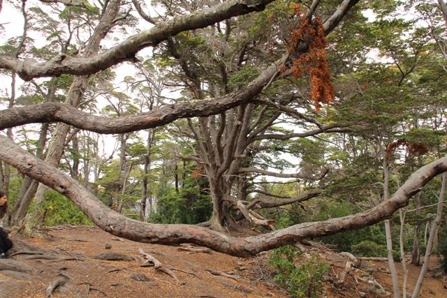 Le parc national de Lapataia