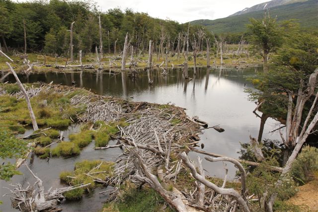 Ushuaia, bout du monde - Autour d'Ushuaia