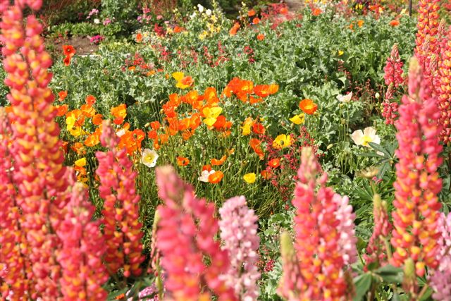 Jardin en fleurs dans le centre ville