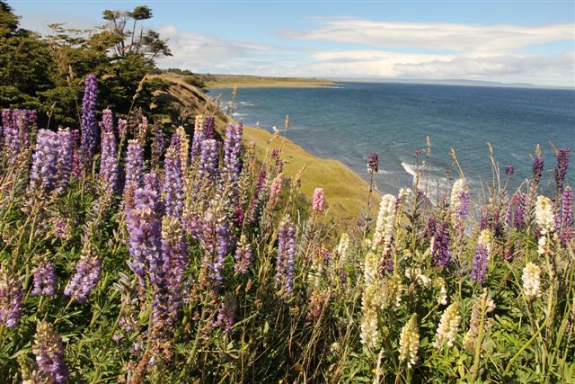 Lupins qui dominent le sanctuaire de la Vierge