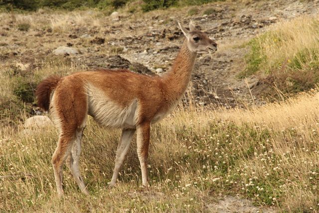 Habitant du parc : le guanaco