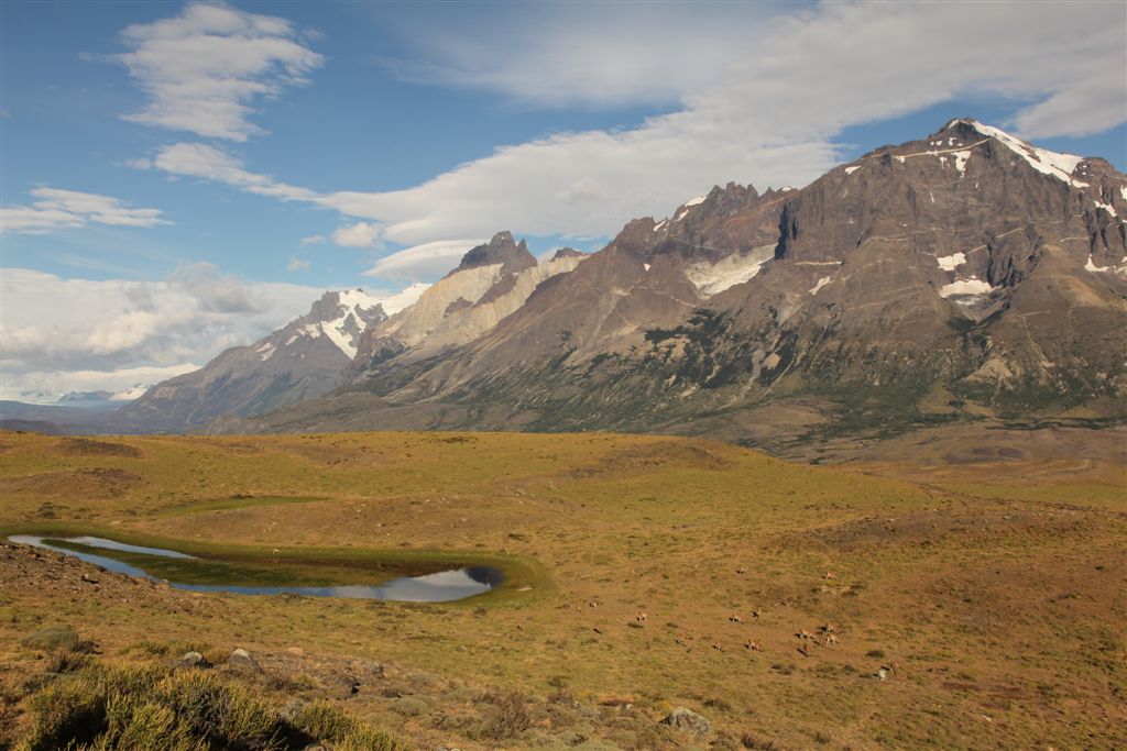 Troupeau de guanacos devant le massif du Paine