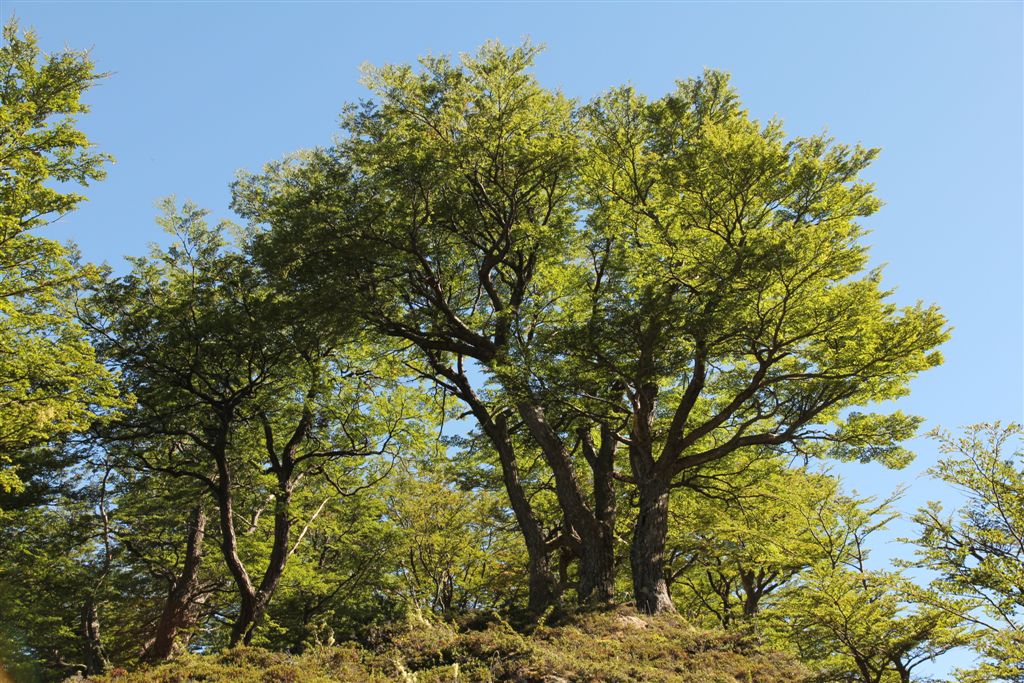 La piste est bordée par des magnifiques nothofagus