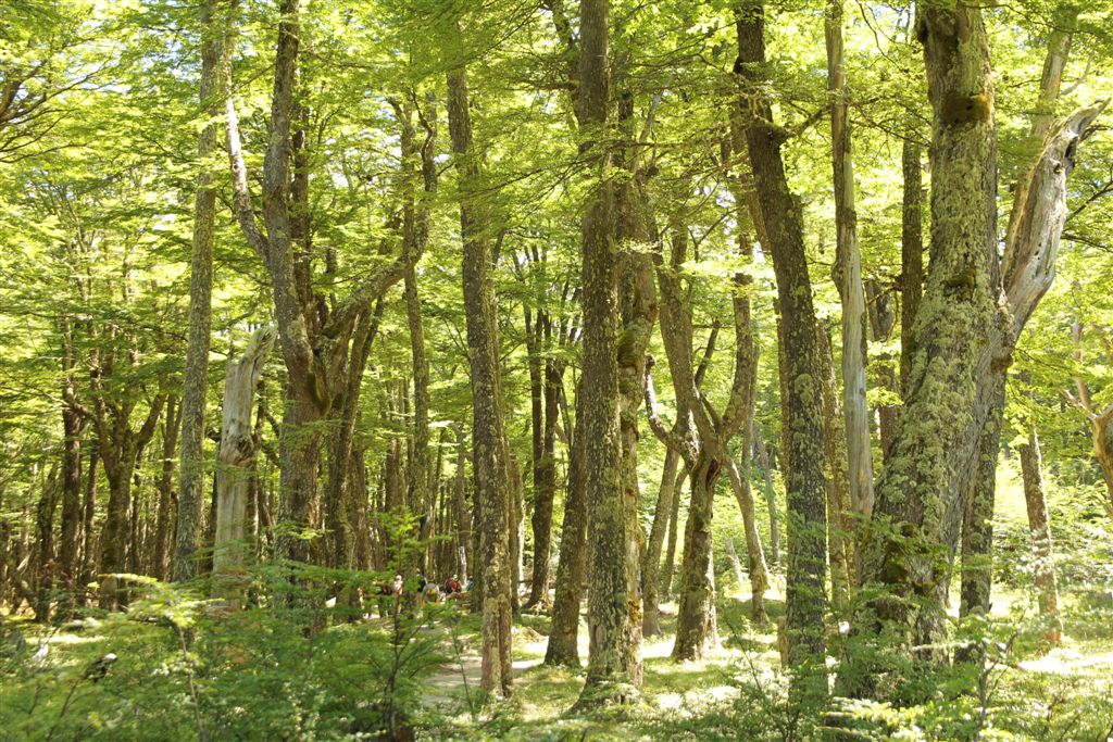 Chemin de montée au glacier Huemul dans une belle forêt de nothofagus