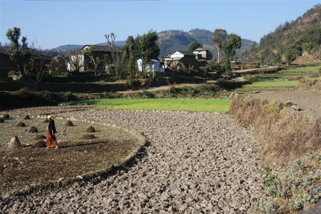 Fin du trek et retour à Pokhara (800 m)