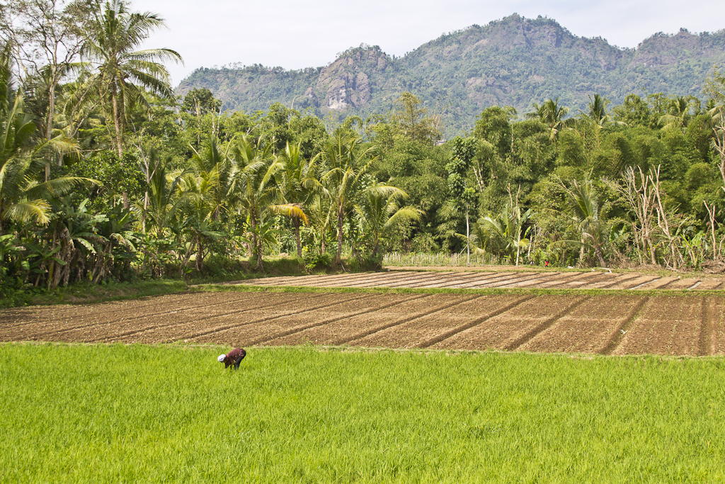 Borobudur et ses environs