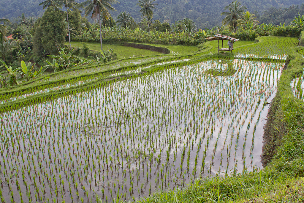 De Pemuteran à Munduk