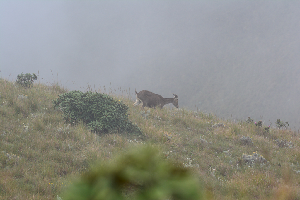 J5 NILGIRI TAHR