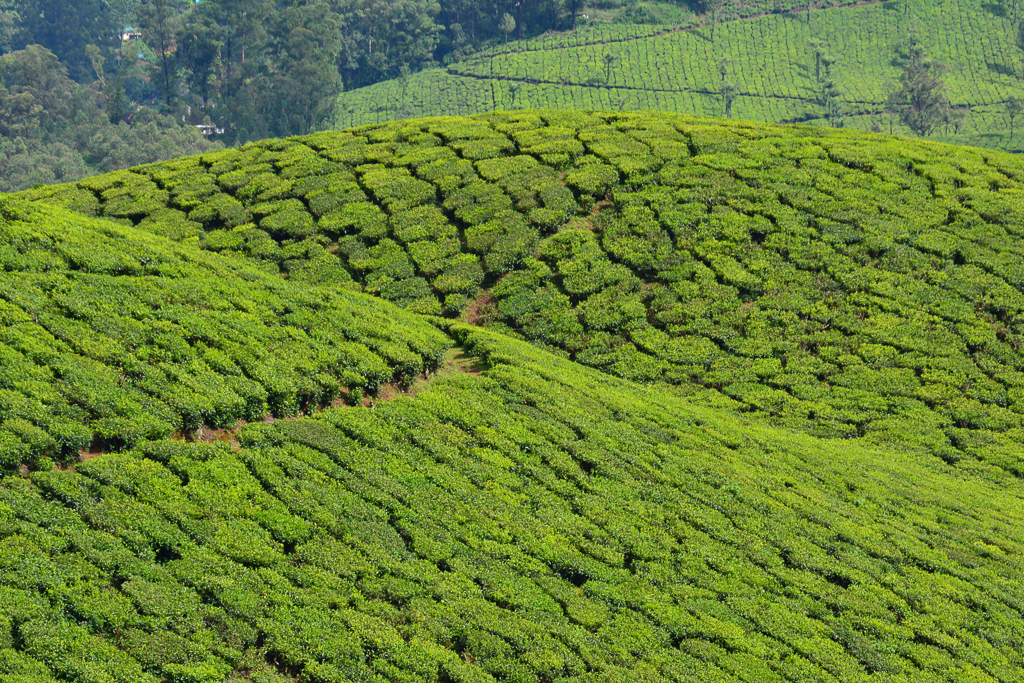 J5 PLANTATIONS de the JPG