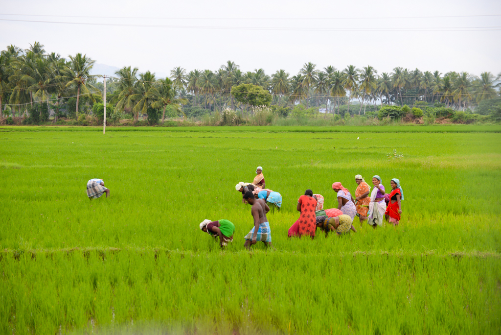J8 RIZIERES ROUTE DE MANDURAI _
