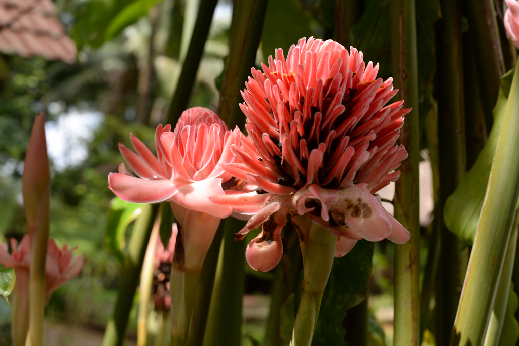 J9 RESERVE DE PERIYAR FLEUR_