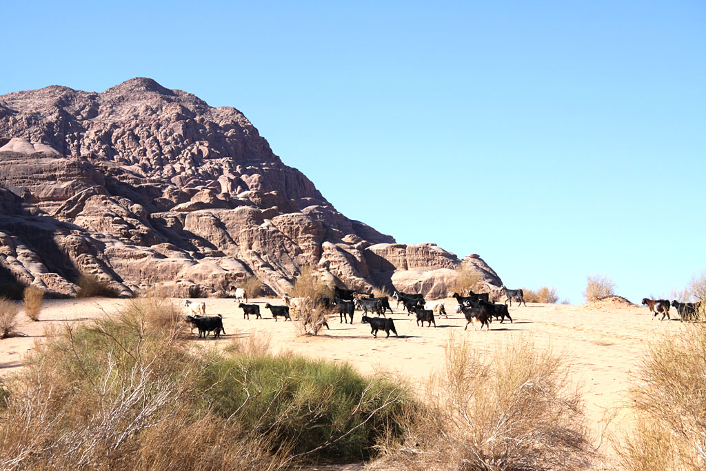 Sur les traces de Lawrence d'Arabie