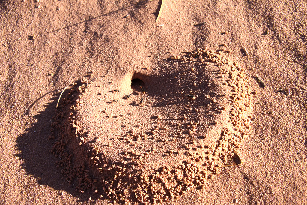 Sur les traces de Lawrence d'Arabie