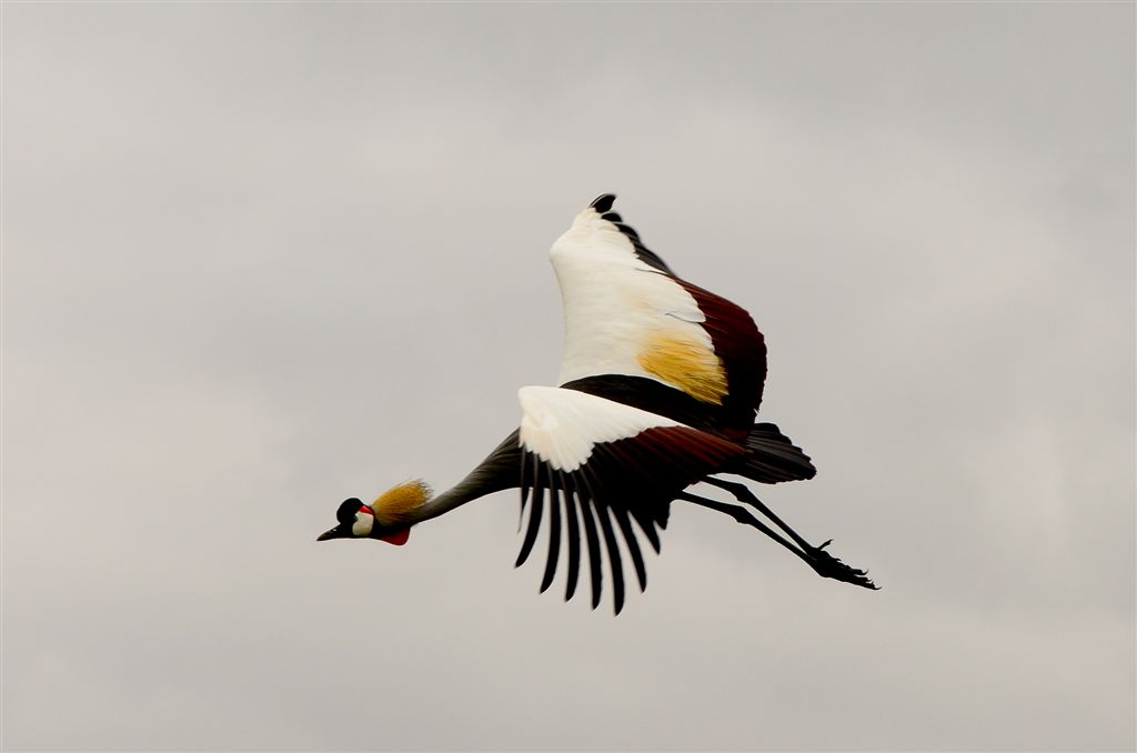 grues couronnées