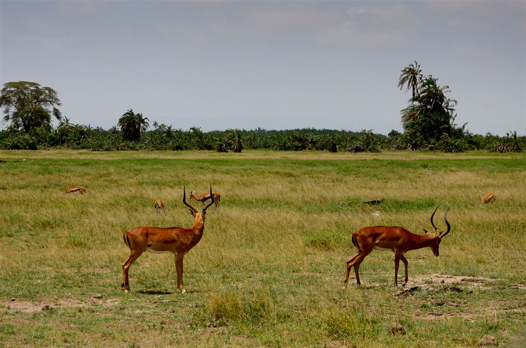 impalas