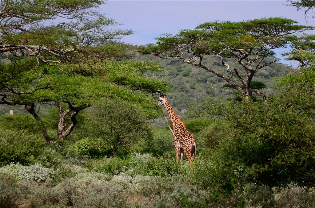 girafe