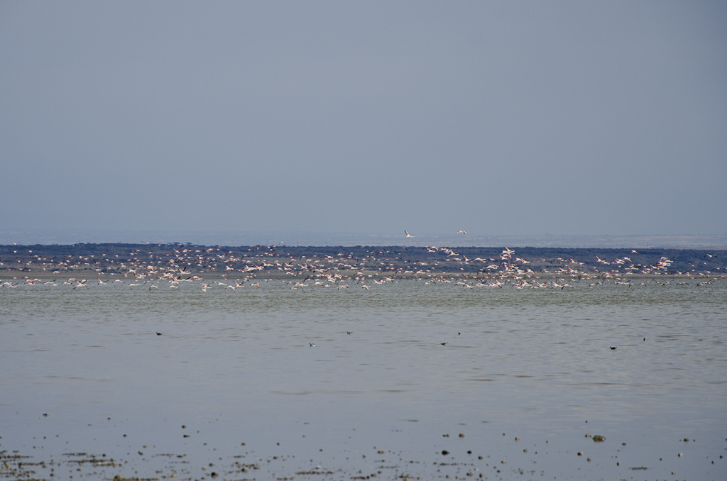 Flamants roses sur le lac Abyata