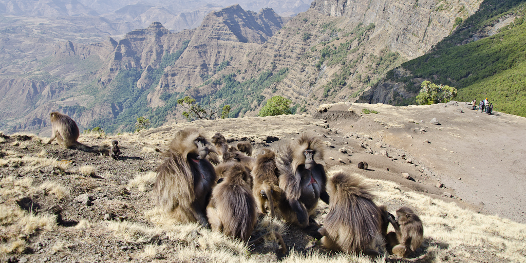 Babouins gelada du Simien