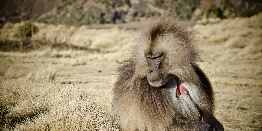 Babouin gelada, au coeur rouge