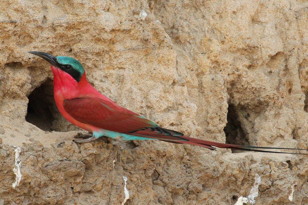 Kafue Micheline-3