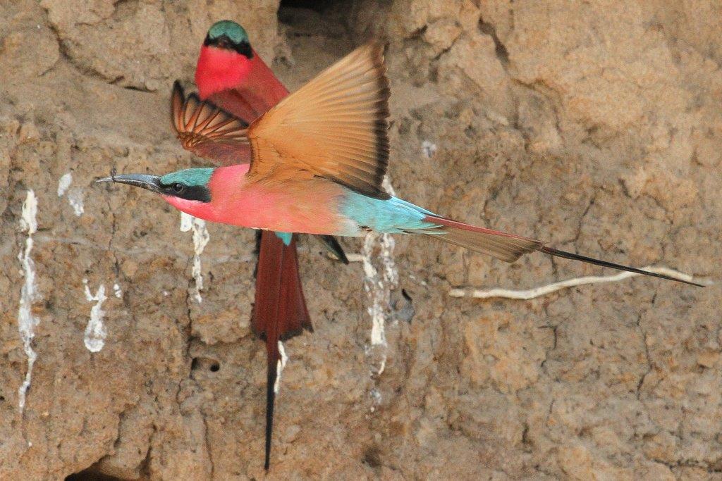 Kafue Micheline-4