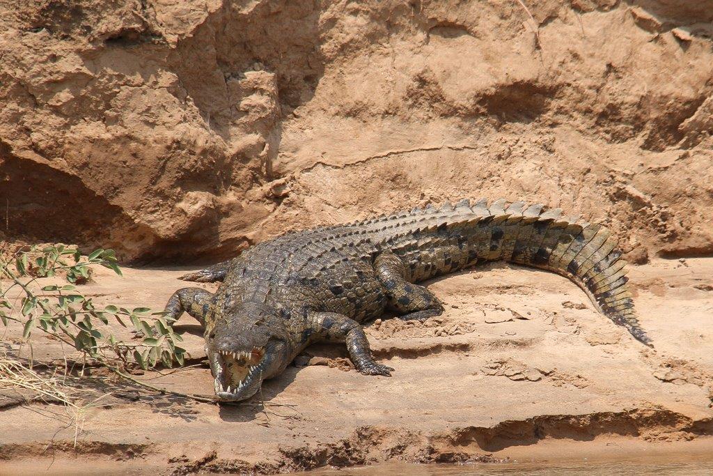 Kafue Micheline-5