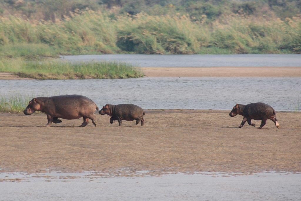 Kafue Monique-5
