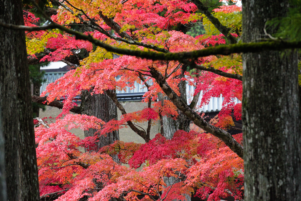 Koya San 20151103-7