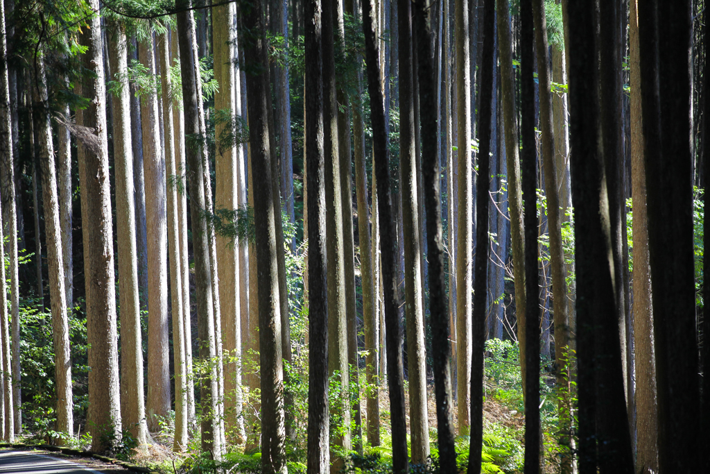 Kumano Kodo 20151029-11