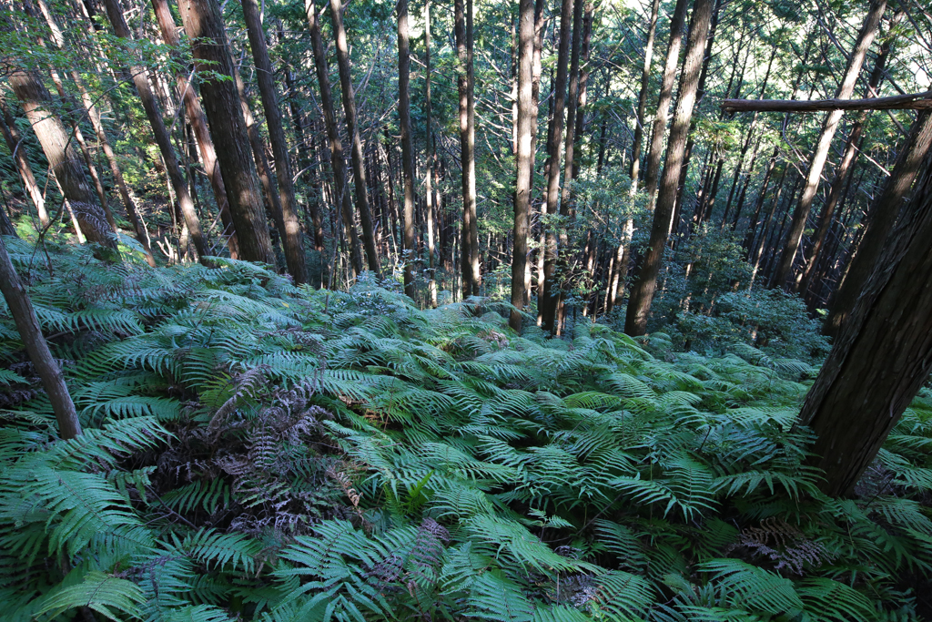 Kumano Kodo 20151029-5